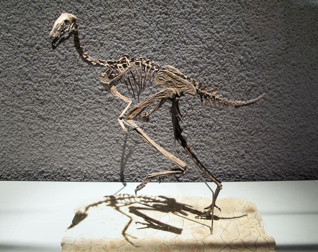 каудиптерикс скелет
