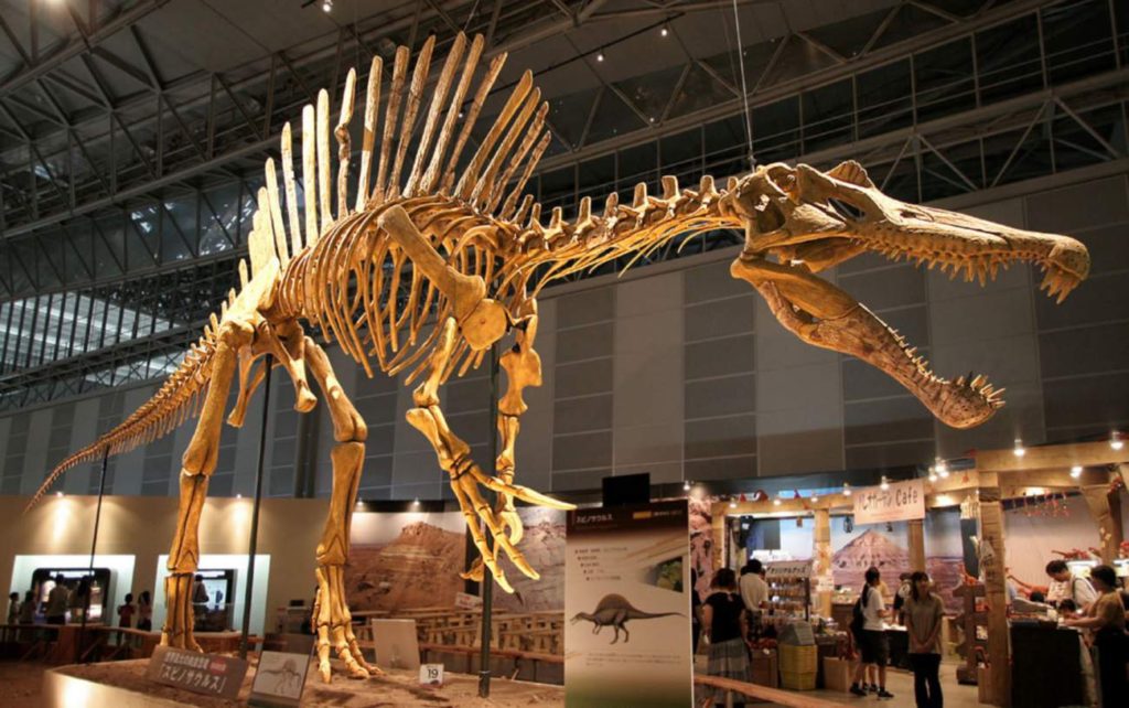 скелет спинозавра