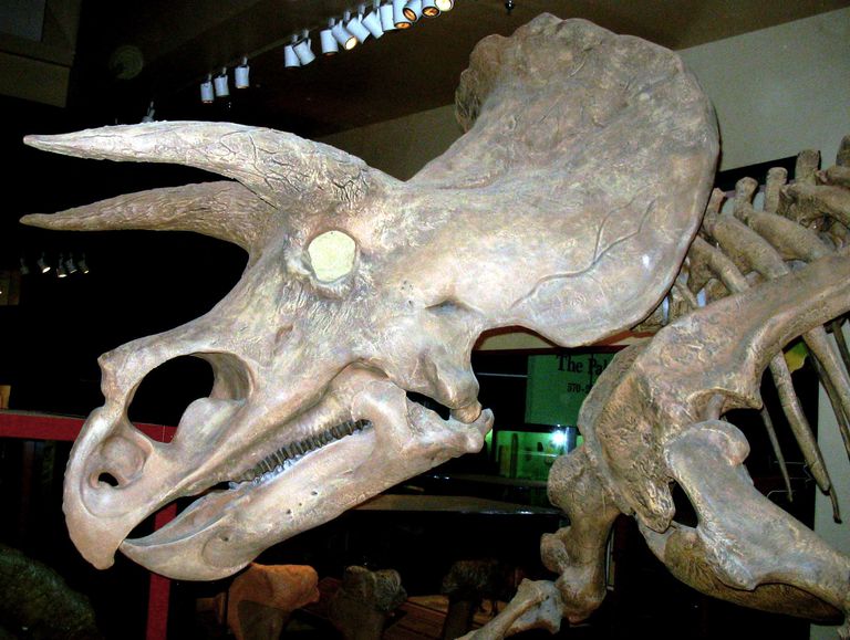 череп трицератопса