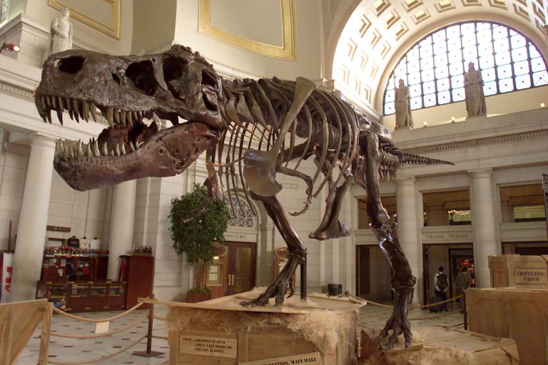 скелет тираннозавра