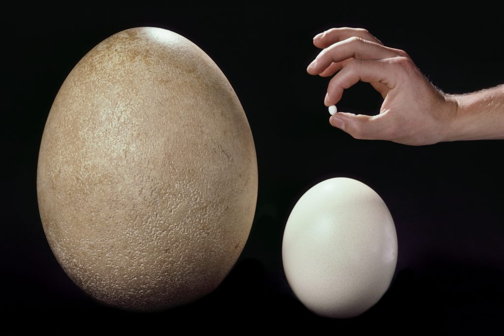 яйцо эпиорниса и страусиное