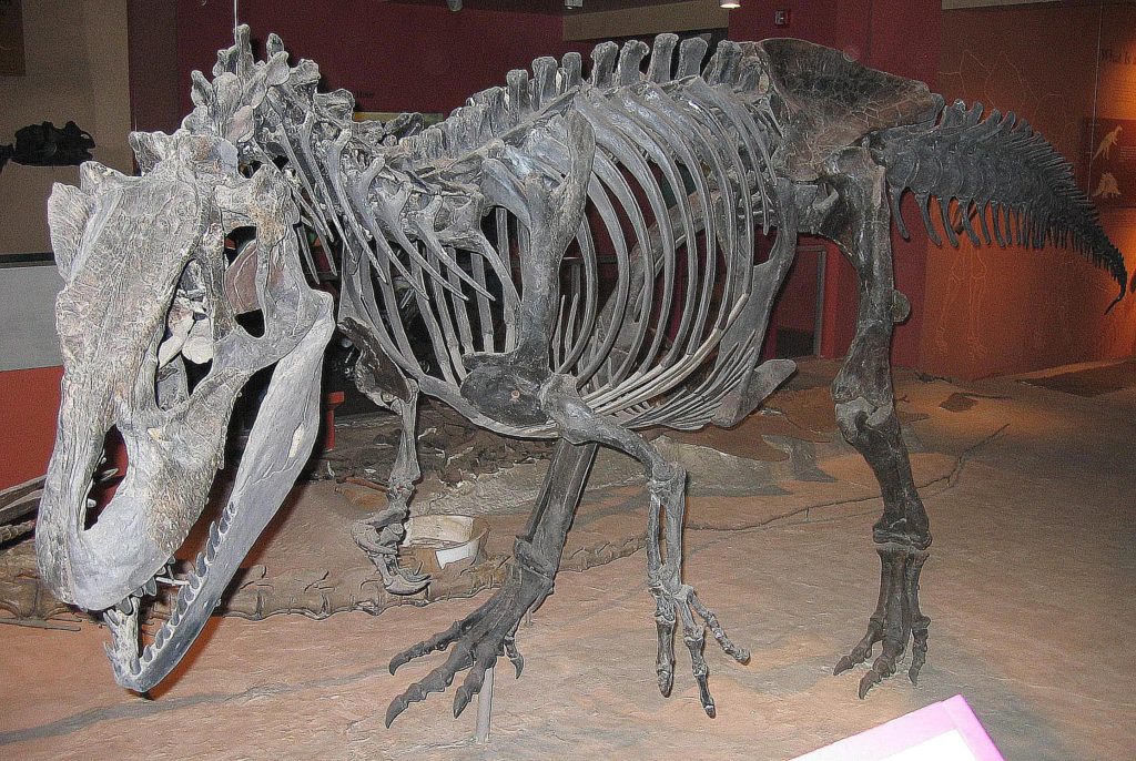 скелет аллозавра