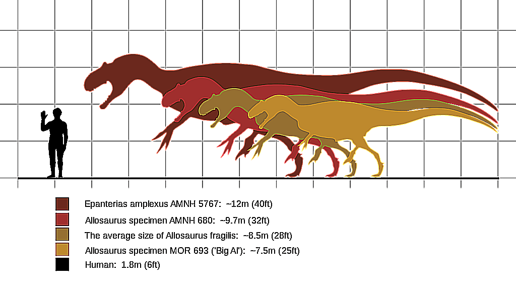размеры разных видов аллозавра