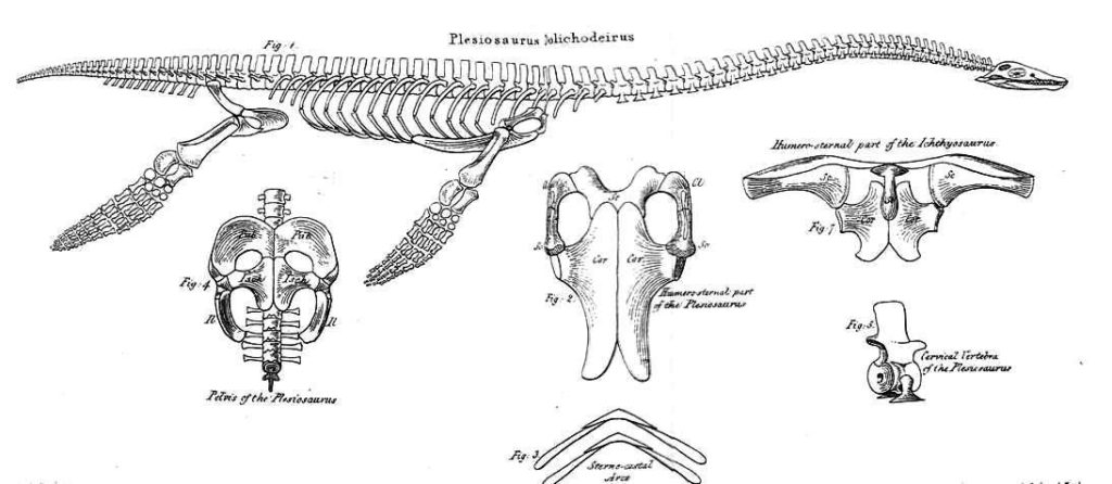 Скелет плезиозавра 