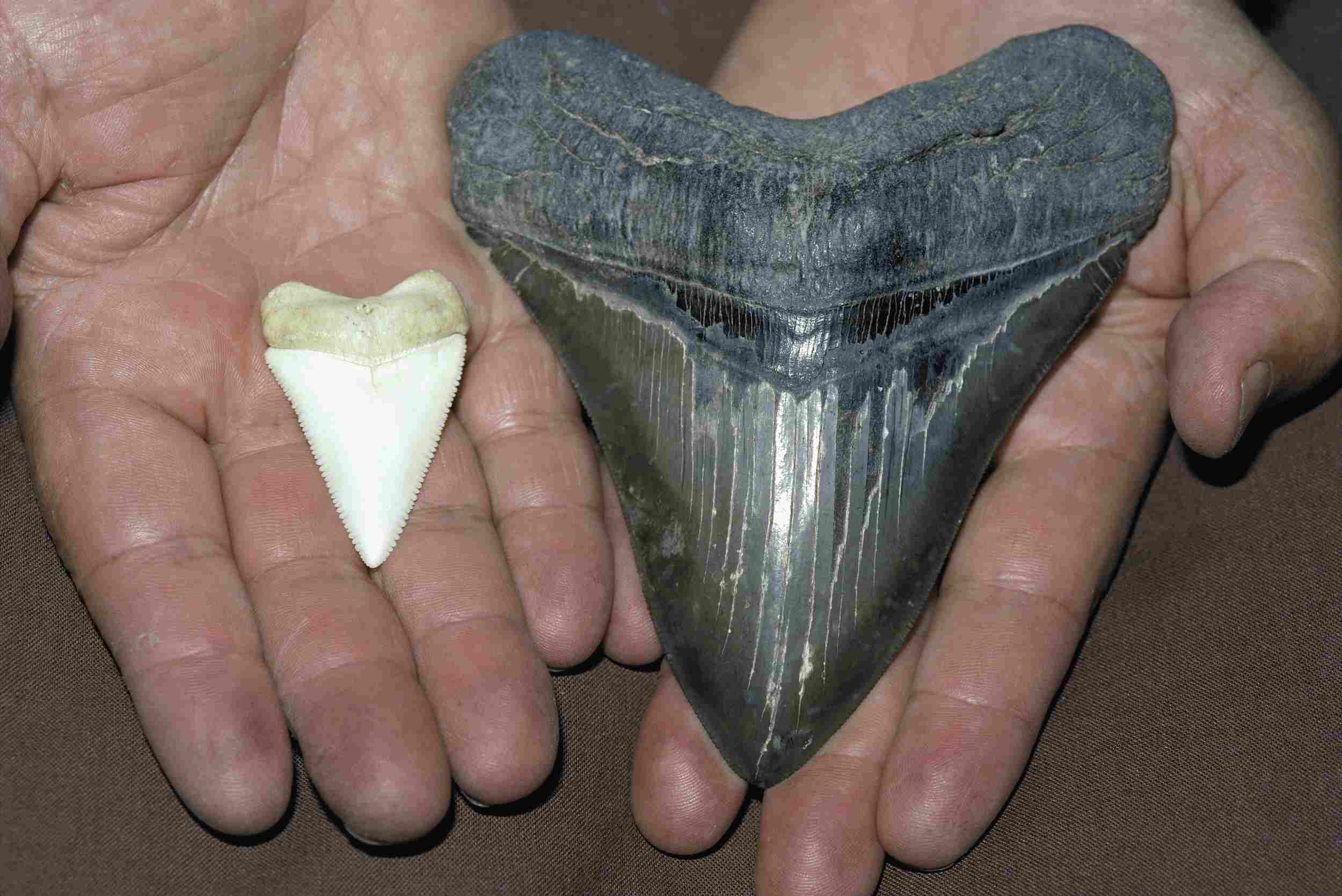 зуб мегалодона в сравнении с зубом большой белой акулы