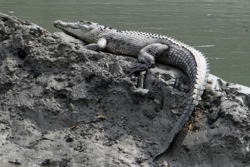 крокодил греется на берегу