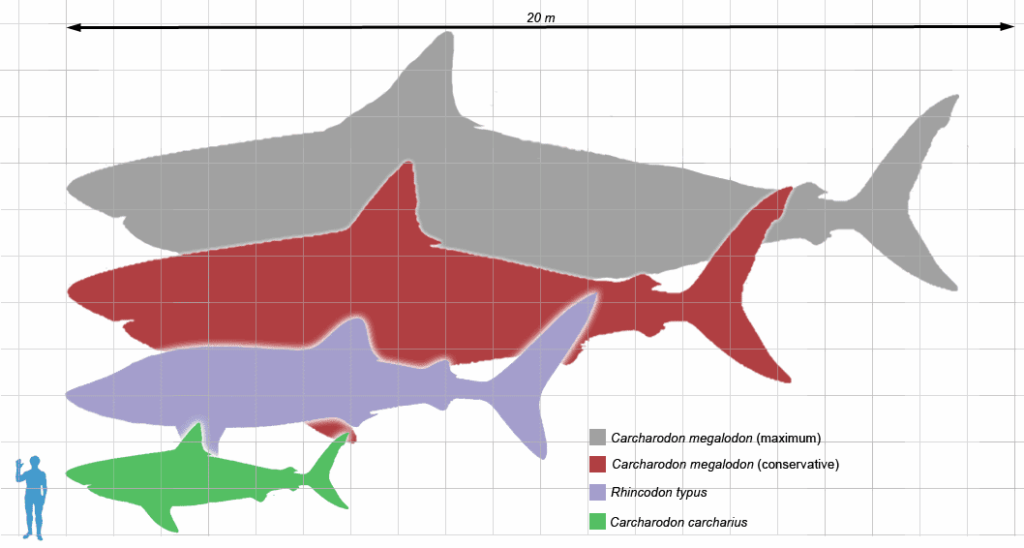 размеры вымерших видов акул