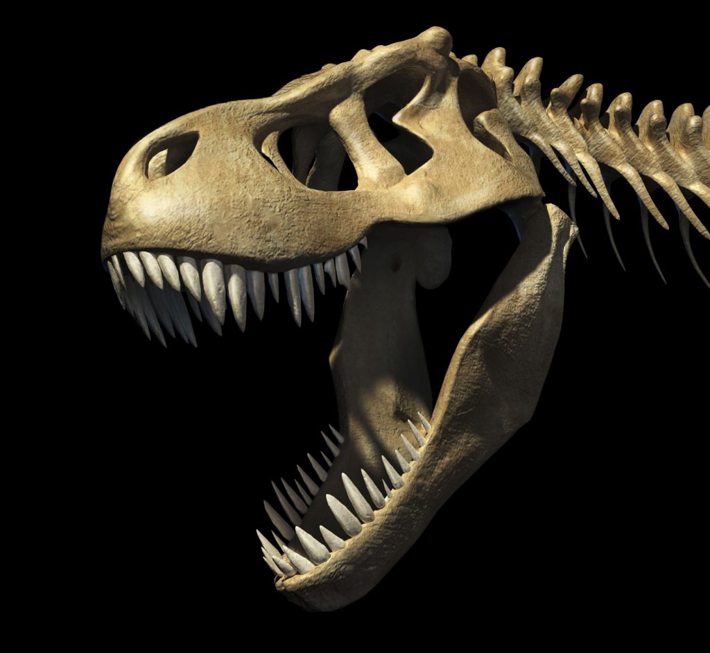 череп тираннозавра