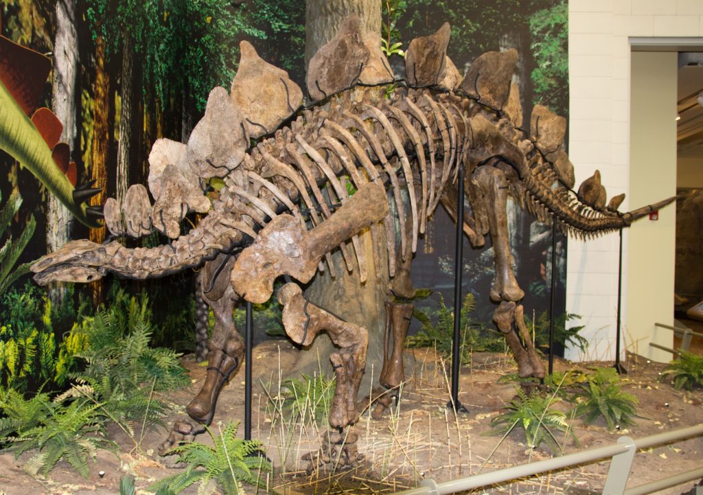 скелет стегозавра