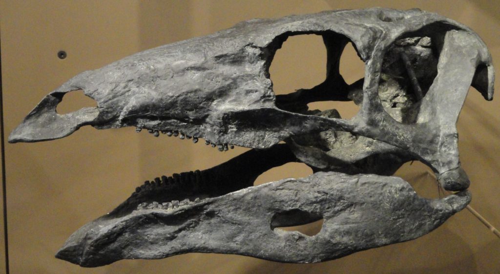 череп стегозавра