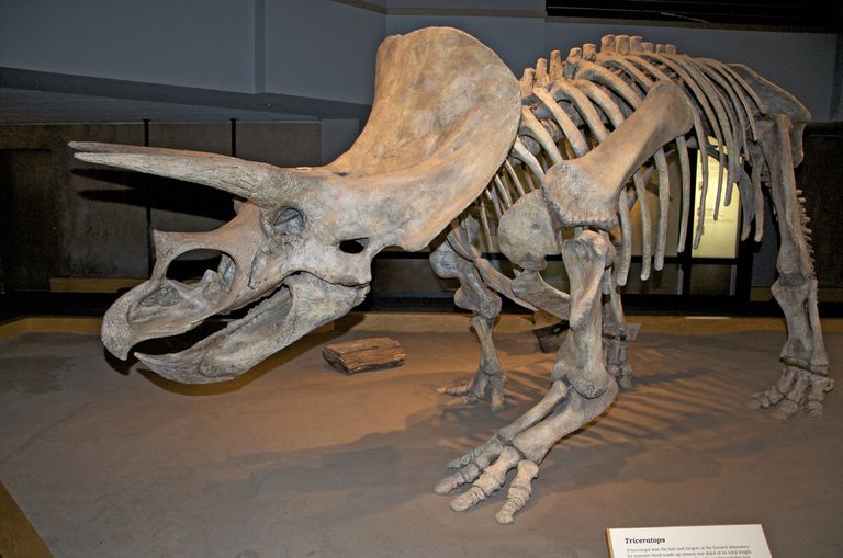 скелет трицератопса