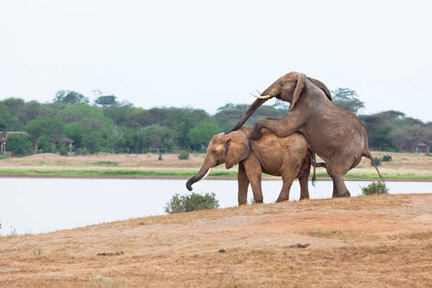 Спаривание Африканских слонов