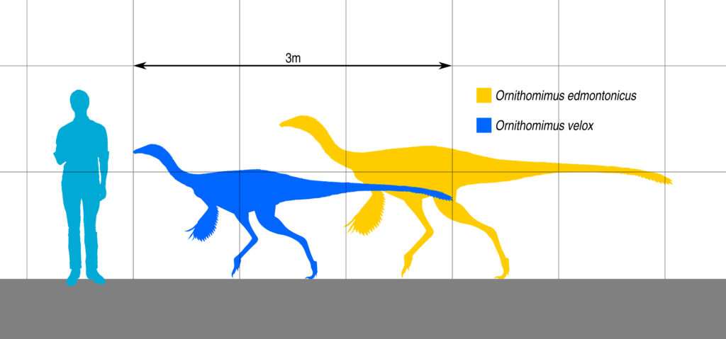 Сравнение размеров орнитомимов