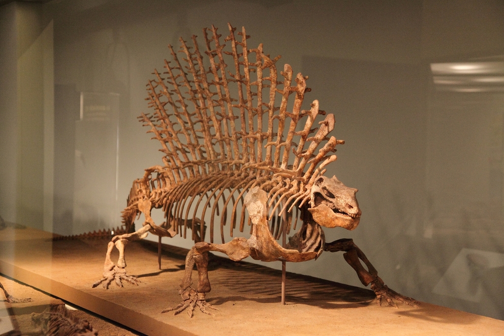 Скелет эдафозавра
