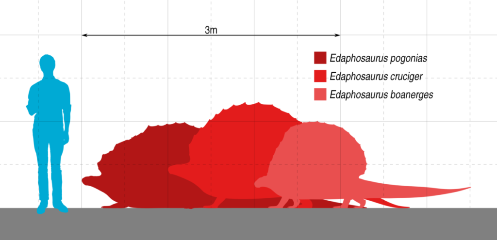 Размеры эдафозавров