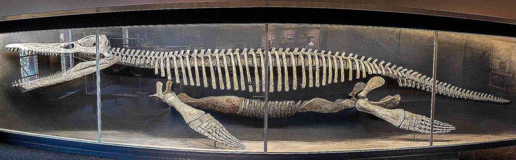 Скелет кронозавра