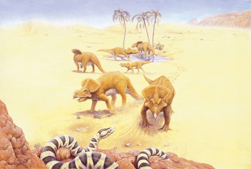 Протоцератопсы в пустыне