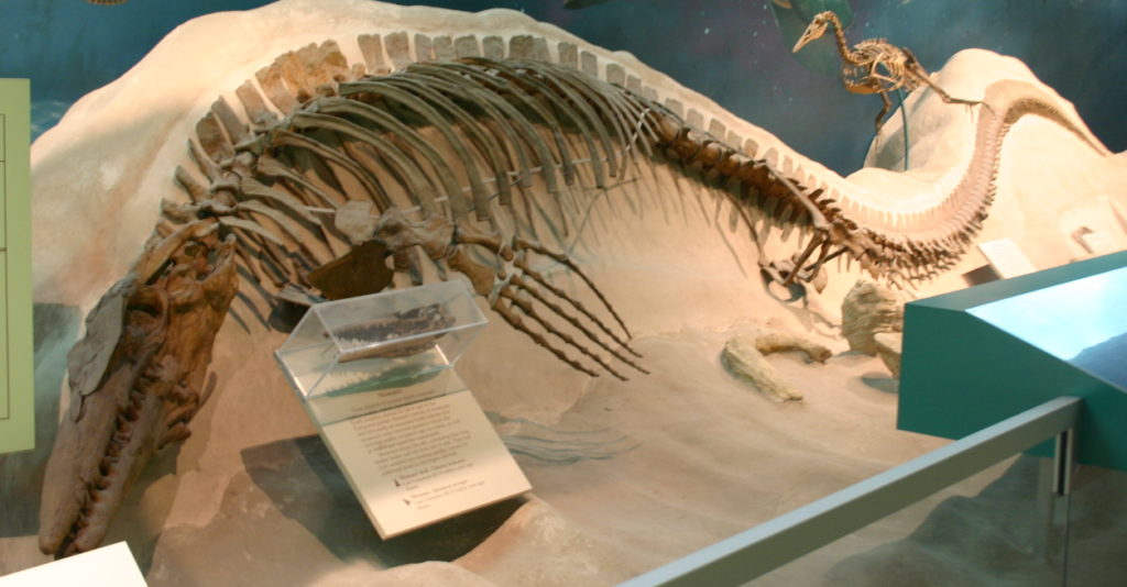 Тилозавр с черепом плезиозавра, найденным в его животе