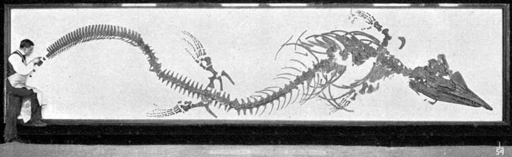 Типовой образец Тилозавра