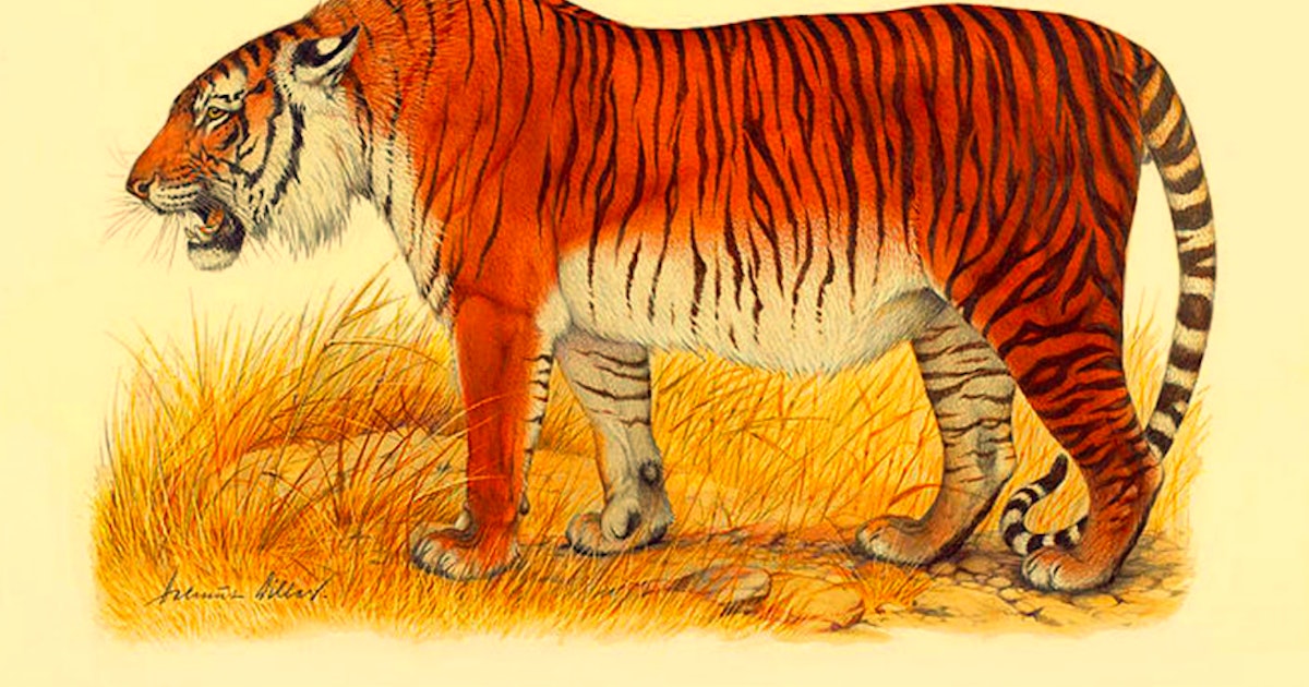 Каспийский Тигр, Туранский тигр