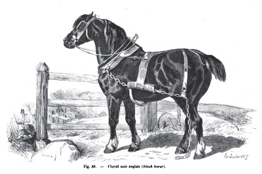 Староанглийская черная порода лошадей