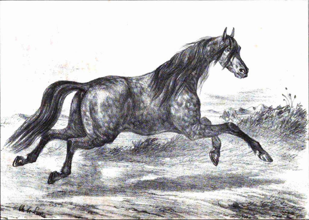 Туркоман (лошадь)