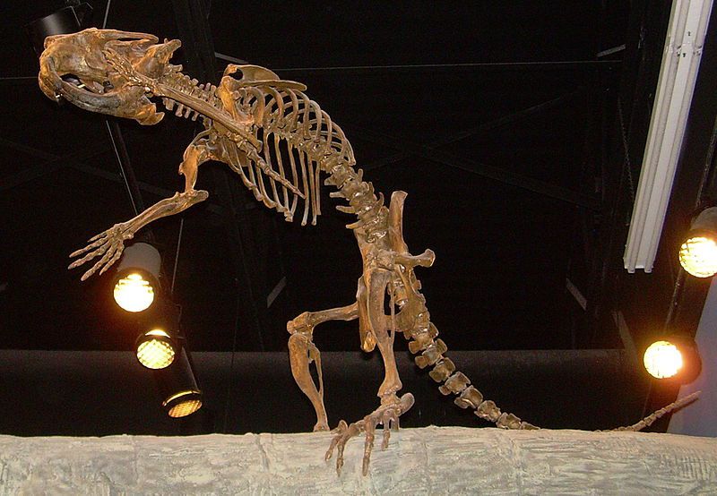 Скелет гигантского бобра