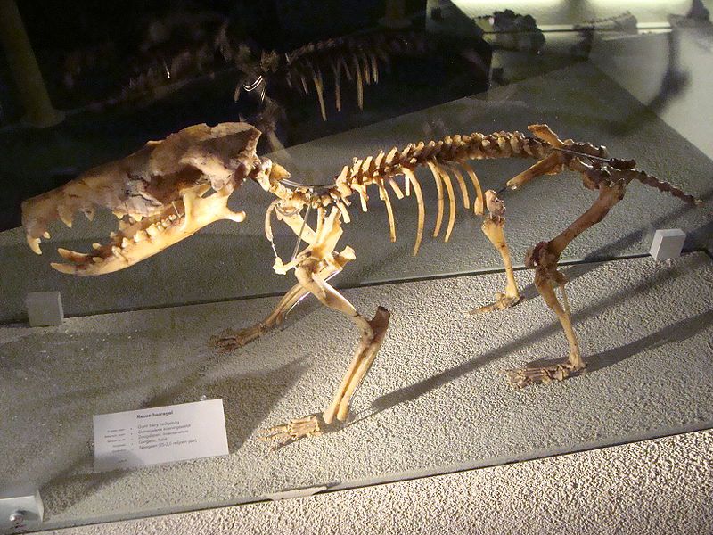 Скелет гигантского ежа дейногалерикса