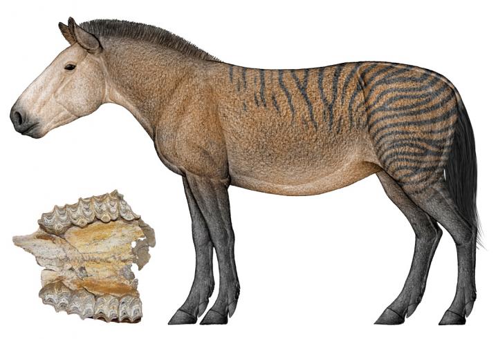 Гиппарион (Hipparion) предок лошадей