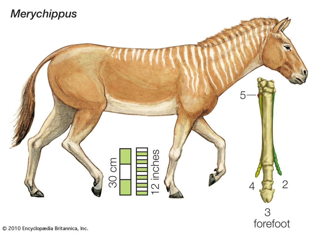 древняя лошадь Merychippus