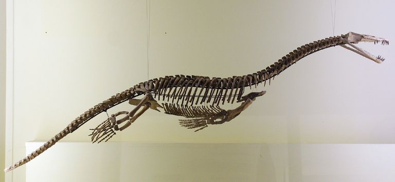 Скелет нотозавра