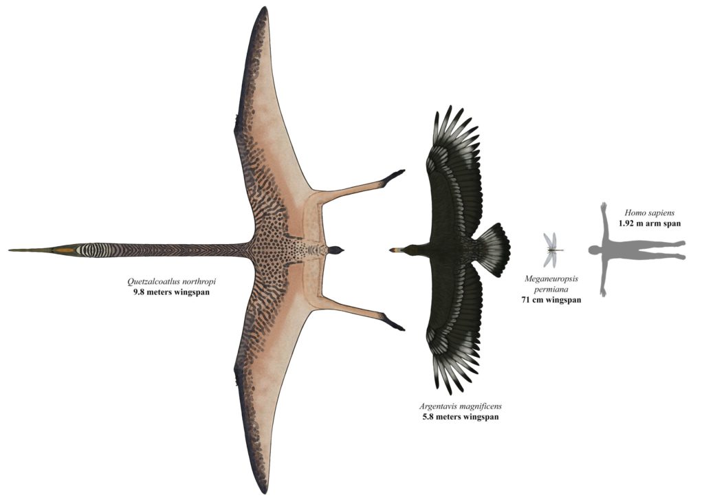 Сравнение размеров птерозавра и аргентависа