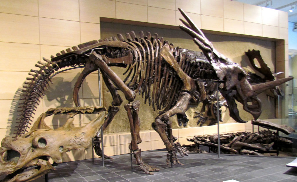 Скелет стиракозавра