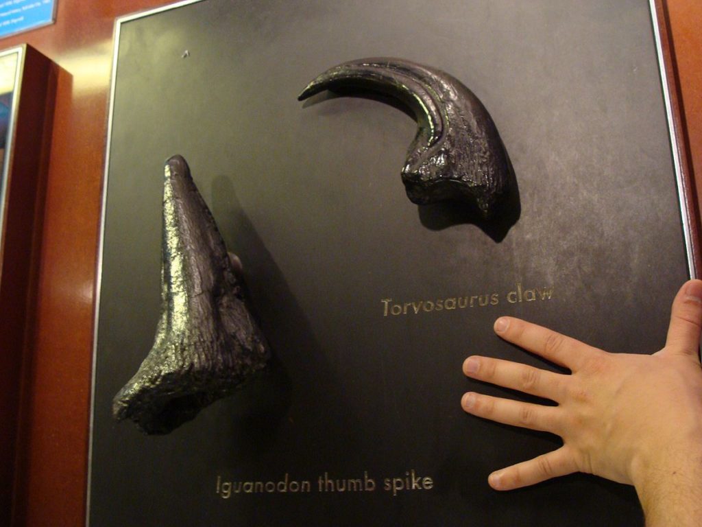Шип игуанодона и коготь Торвозавра в сравнении с рукой человека